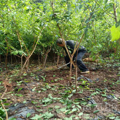 基地批发李子果树苗,黔江李子果树苗今年价格