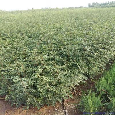 花椒苗基地直销 大红袍花椒苗 优质高产果树苗 提供花椒种植技术