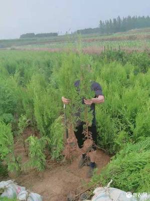 [侧柏苗批发] 侧柏苗雨季造林苗价格1.2元/株 5000株起批